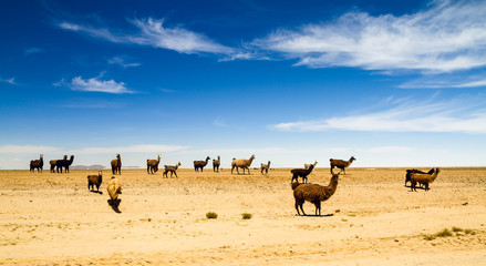 Alpaca