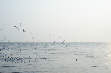 Birds fly freely in the sea