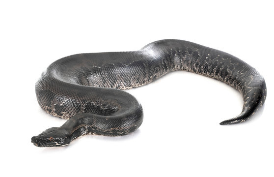 python black curtus