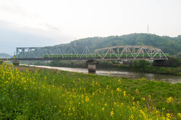 緑の列車と菜の花が咲く川岸