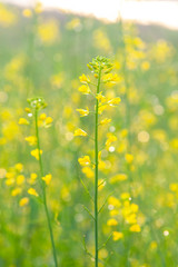 朝日で輝く菜の花