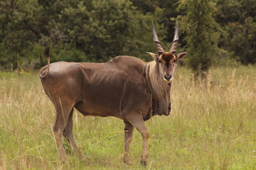 Naklejka na ściany i meble Zimbabwe Wildlife