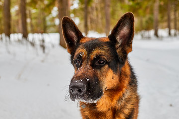 Dog German Shepherd in a winter day