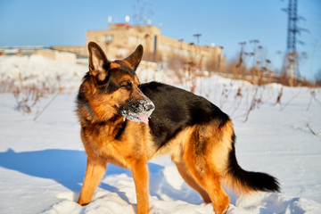 Fototapeta na wymiar Dog German Shepherd in a winter day