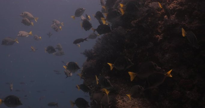 School of Cortez rainbow wrasse and Yellowtail surgeonfish on the reefs of the sea of cortez, Mexico.