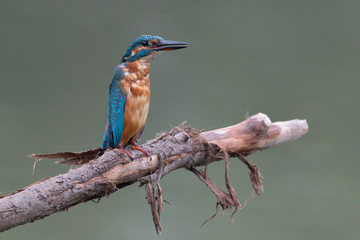 Eisvogel