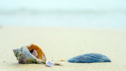 Conch shell on beach with waves. Backgraund.