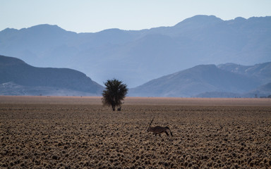 Fototapeta na wymiar Namibia animals