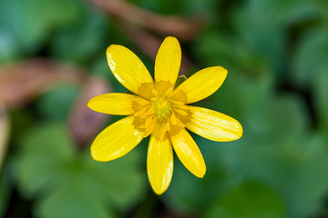 Close up shot of bright yellow flower known as lesser celandine with a blurred out green background.