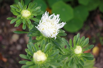 white asters in the garden