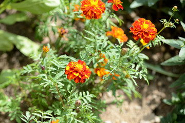 Beautiful marigolds bloom in the summer garden on a bright sunny day