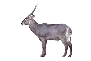 Male Waterbuck Antelope Wildlife Isolated on White Background with Clipping Path