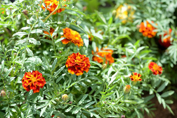 Beautiful marigolds bloom in the summer garden on a bright sunny day