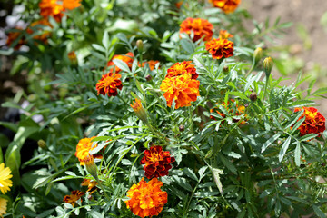 Beautiful marigolds bloom in the summer garden on a bright sunny day