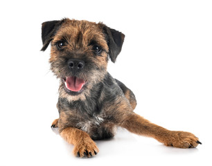 young border terrier