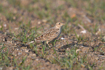 Feldlerche