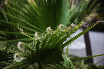 Fringed palm leaves closeup concept. Close view of palm leaves.