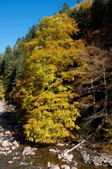 Autumn in the Pyrenees