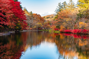 Kumobaike Pond autumn foliage scenery view, multicolor reflecting on surface in sunny day. Colorful trees with red, orange, yellow, golden colors around the park in Karuizawa, Nagano Prefecture, Japan