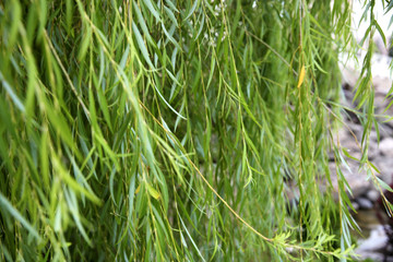 Green willow leaves  for background
