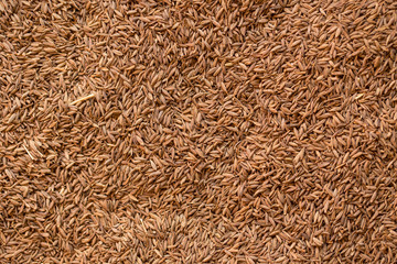 Dry Cumin Seed (Cuminum cyminum) most popular aroma herb in Indian food ingredient and seasoning