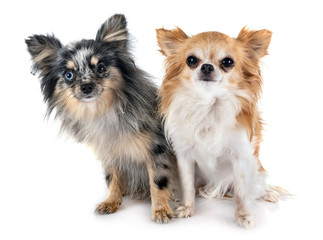 young pomeranian and chihuahua