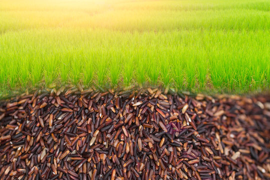 green rice agriculture field with raw rice under the plan space for text food advertising background