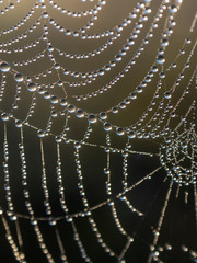 spider web closeup