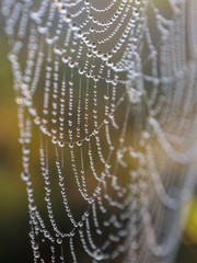 spider web closeup with drops