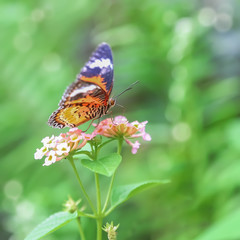 Fototapeta na wymiar Closeup butterfly on pink flower