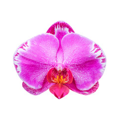 Naklejka na ściany i meble Close-up of pink orchid phalaenopsis isolated on white with clipping path