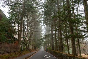 Karuizawa spring scenery street view, giant trees around the road in foggy day. Famous tourist attractions. Karuizawa, Nagano Prefecture, Japan