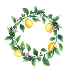 Lemon tree branches wreath. Isolated round frame with citrus fruit. Package design. Place for text.