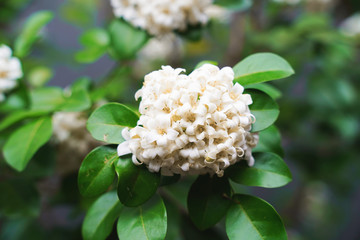 White orange jasmine flower with green leaves blooming on tree in the garden. Thai orange Jasmine, Andaman satinwood, Cosmetic bark tree.