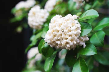 White orange jasmine flower with green leaves blooming on tree in the garden. Thai orange Jasmine, Andaman satinwood, Cosmetic bark tree.