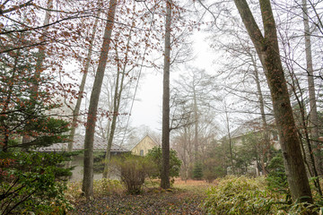 Obraz premium Karuizawa spring scenery view, one of best-known resort villages in Japan. giant tree around the country house in foggy day. Nagano Prefecture, Japan