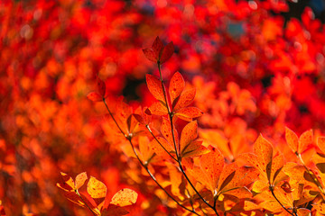 Close-up Enkianthus ( Dodan-Tsutsuji ) fall foliage in sunny day. beautiful autumn landscape background