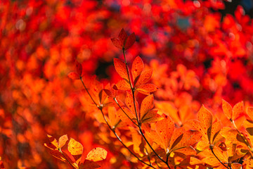 Naklejka na ściany i meble Close-up Enkianthus ( Dodan-Tsutsuji ) fall foliage in sunny day. beautiful autumn landscape background