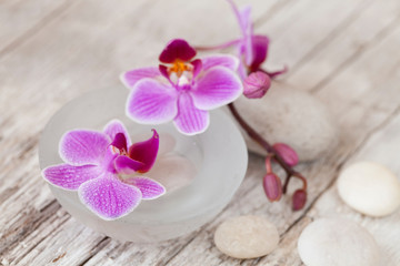 Naklejka na ściany i meble Pink Orchid Flower Still Life