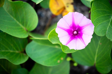 Morning glory, flowers blooming in the sun on the beach at dawn  