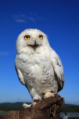 Schnee-Eule (Bubo scandiacus)