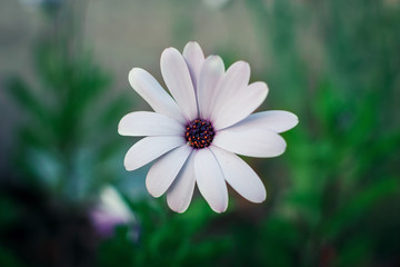 purple eyes african white daisy flower solitary macro background