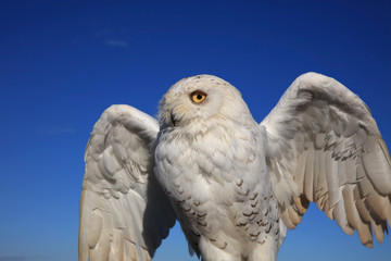 Schnee-Eule (Bubo scandiacus)