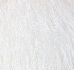 Fototapeta na wymiar White wool of a cat as a background