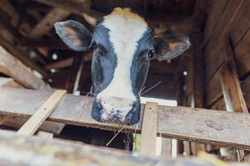 Portrait of a bull in a farm shed