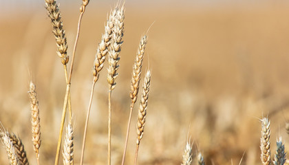 Fototapeta premium Ripe ears of wheat grow on the nature
