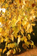 Autumn  leaves background. Birch branches with golden leaves in bright sunshine. Autumn nature background.Fall season