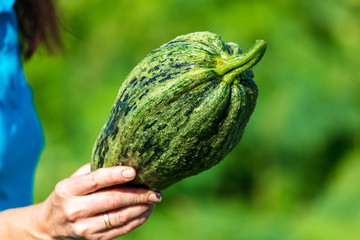 Big zucchini in the hands of the garden