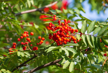 Red berries on a mountain ash