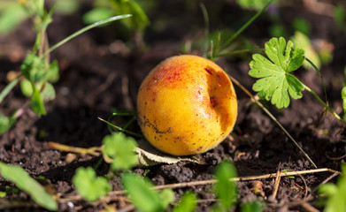 Ripe apricot fell from a tree